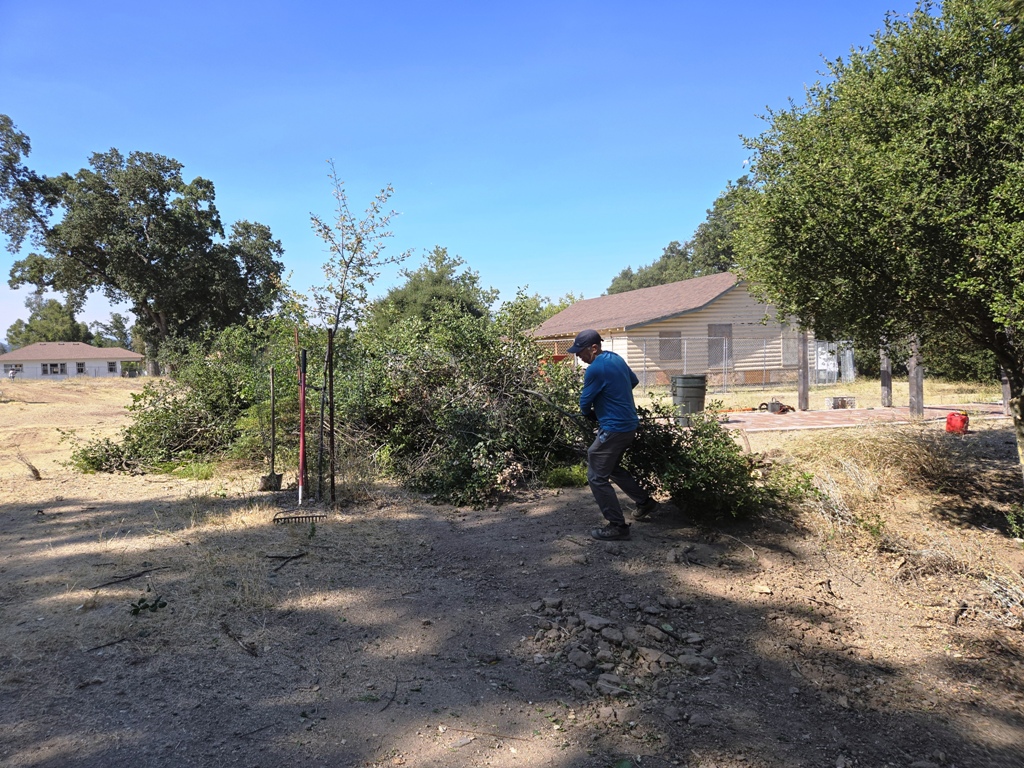 Moving the brush to the chipper.